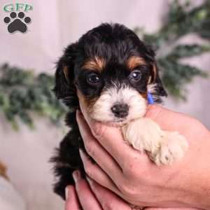Miller (House training), Mini Bernedoodle Puppy